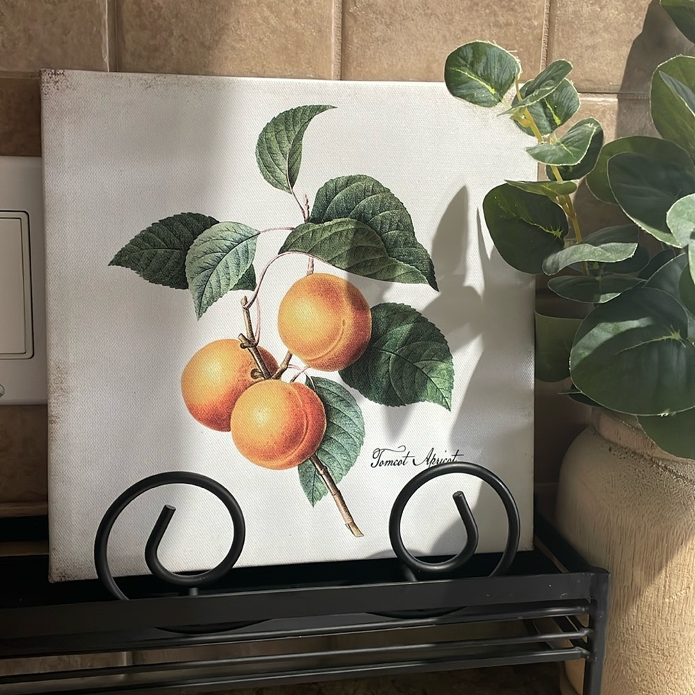 🍑 Vintage Style Printed Canvas featuring Apricot Art 🍑